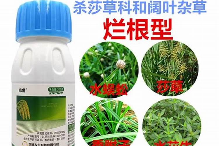 草坪腐霉病防治方法