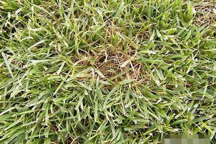 种下不久的草坪要施什么肥料