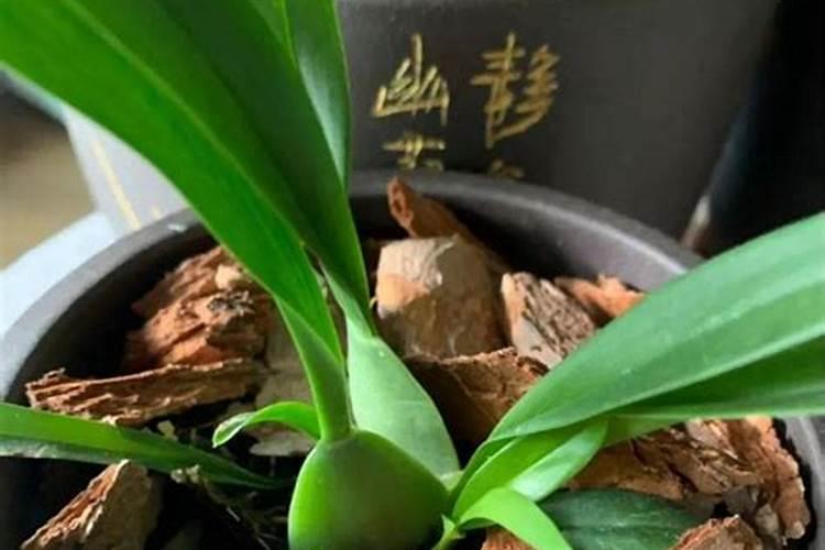 虎皮兰缺肥的表现