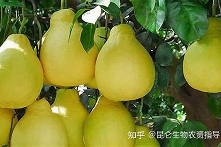 柚子雨后花期怎么管理