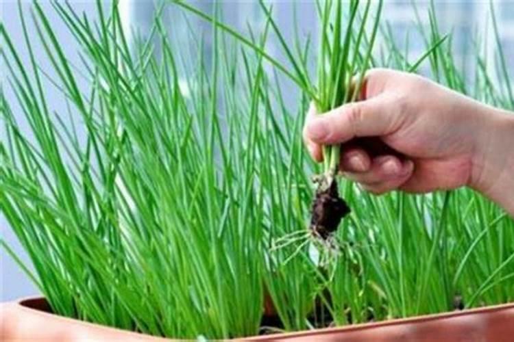 小葱用什么肥料最好