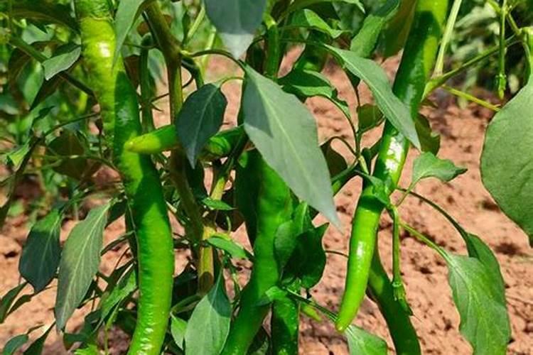 哈密瓜施肥最佳时间