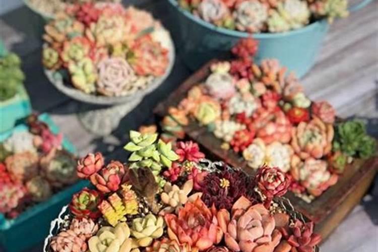多肉植物施什么肥好