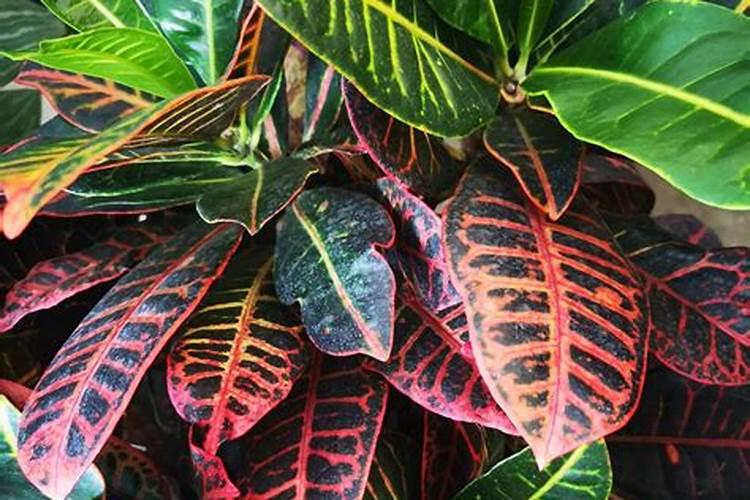 变色木养殖方法 夏季浇水要充足