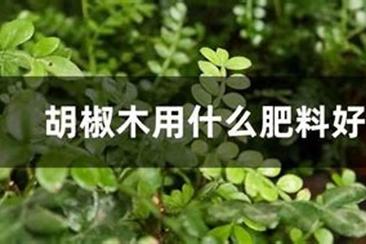变色木的风水寓意