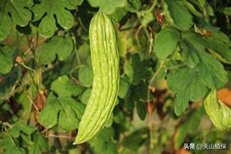 苦瓜施什么肥才挂果多 如何施肥最好