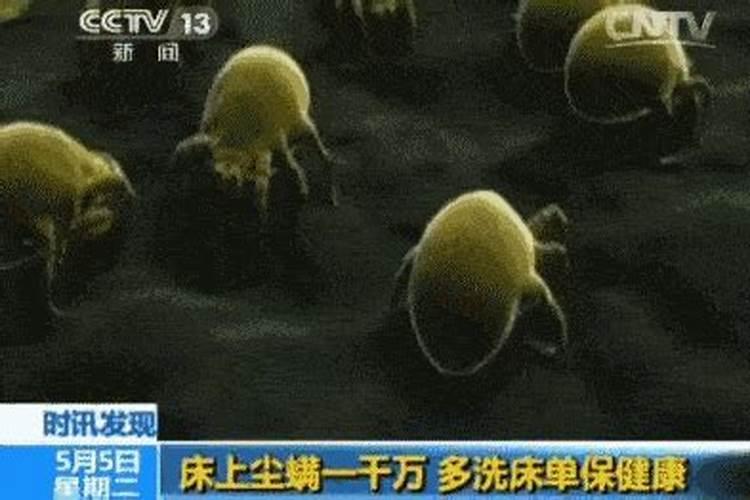 蓟马和螨虫用什么药好一点
