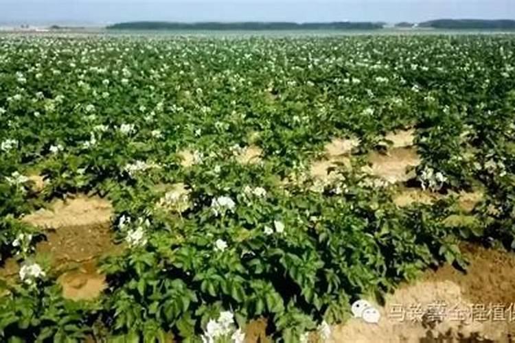 马铃薯种植,种子和肥料一起播,还是先撒到地里好？