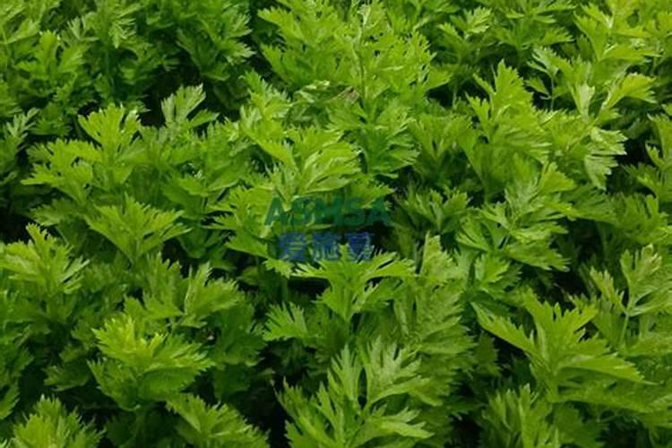 巧棵力水溶肥在芹菜上的效果如何？