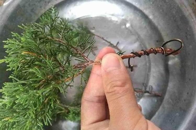如何让真柏叶子茂盛(如何让真柏叶子茂盛,养护技巧与注意事项详解)百度...