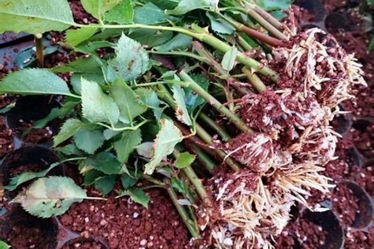 玫瑰栽培养植方法