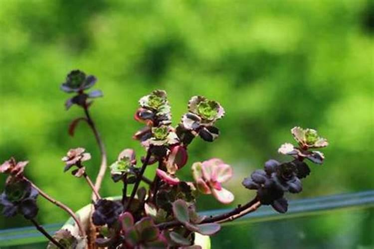 盆栽玫瑰花在花苗期可以施肥吗？
