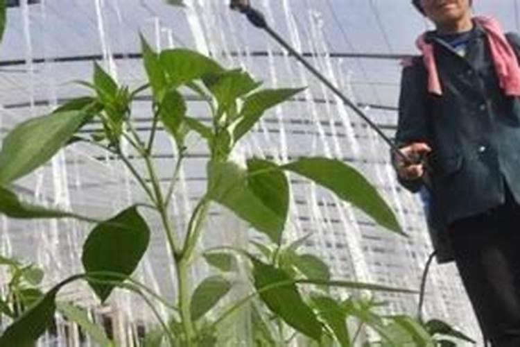 葡萄硼肥什么时候打最好？开花前？还是花期打？
