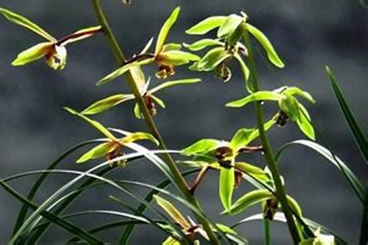 兰花用什么肥料最好