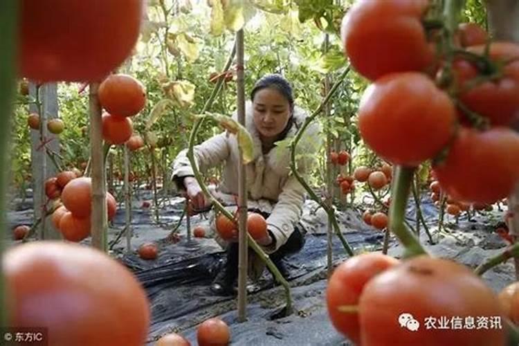 多年不耕种的土地怎么恢复土壤肥力