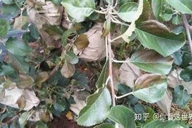 花卉叶面肥多久喷一次比较好 叶面肥打多了有害吗