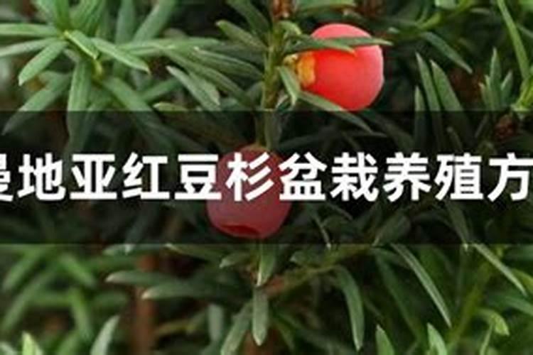 曼地亚红豆杉施什么肥好 怎么施肥好