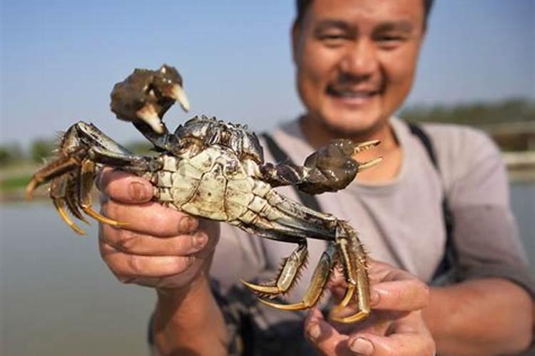 桃子增大用什么叶面肥