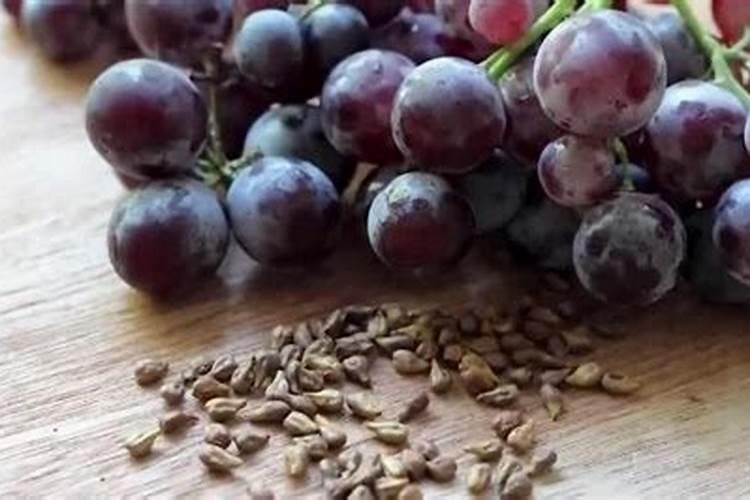 哈尔滨为什么选择丁香花做为市花？