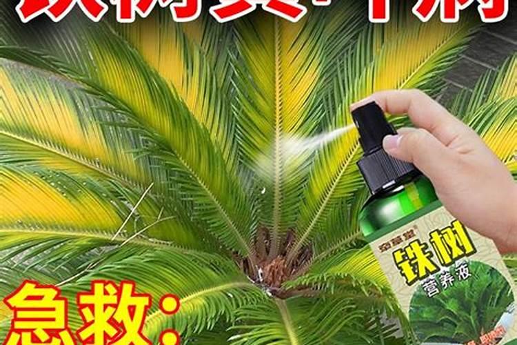 铁树用什么肥料