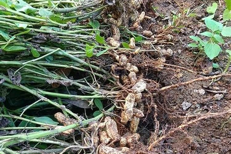 种植花生磷肥的正确方法