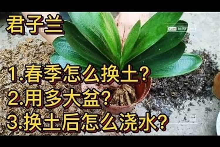 君子兰在春季应如何施肥