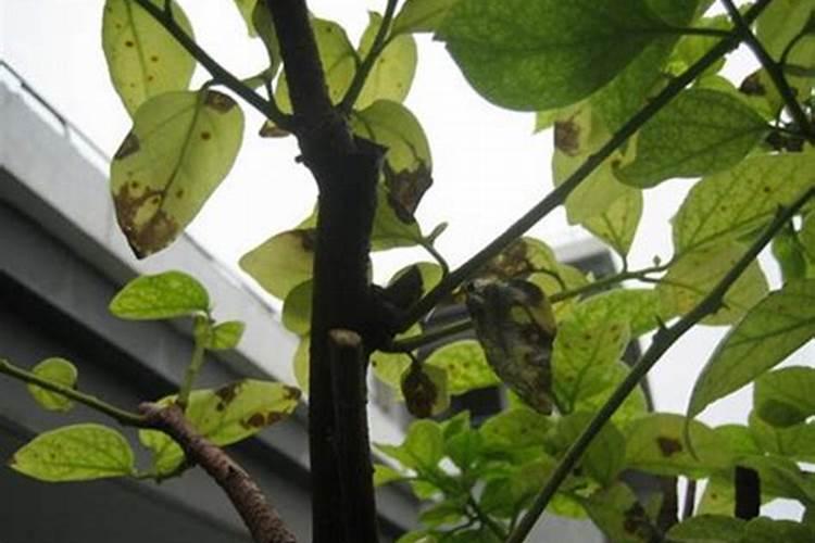 三角梅如何养护叶片花朵很鲜艳
