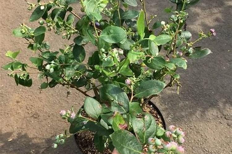 蓝莓花期用什么肥料