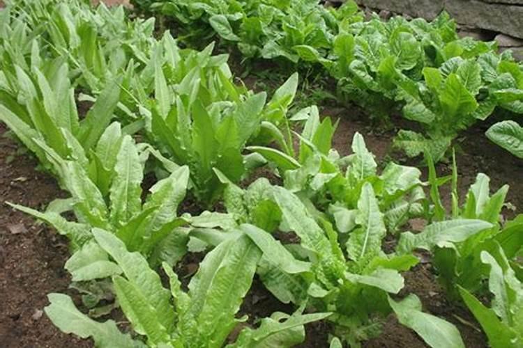 苦麦菜怎么种植