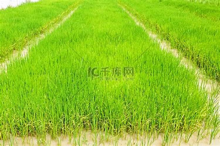 水稻防冻技巧分享 水稻怎么养护