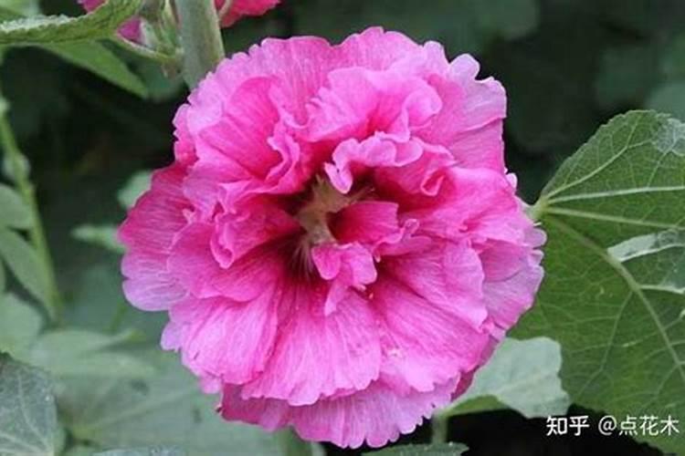 杨树哪时候施肥比较好 杨树什么时候施肥