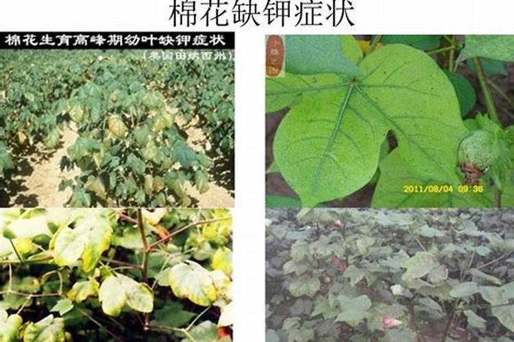 8月份棉花开始喷钾,棉花喷钾有哪些用？