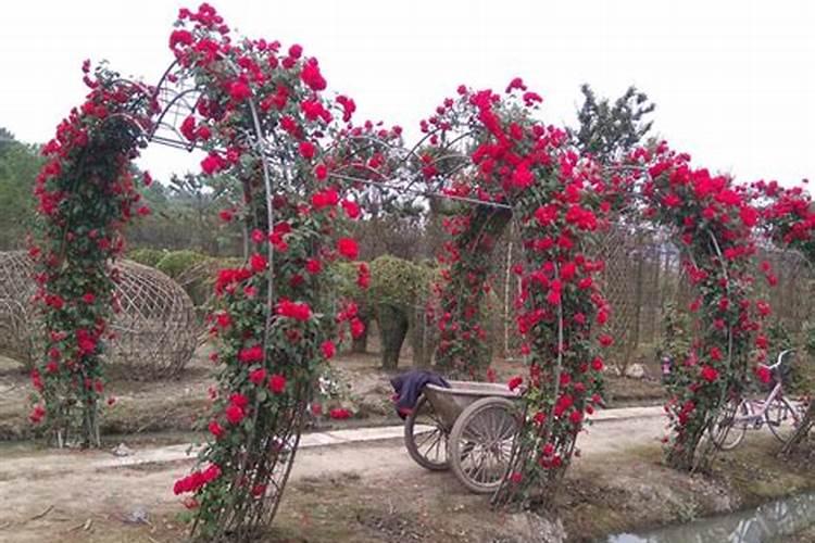 月季开花用什么肥