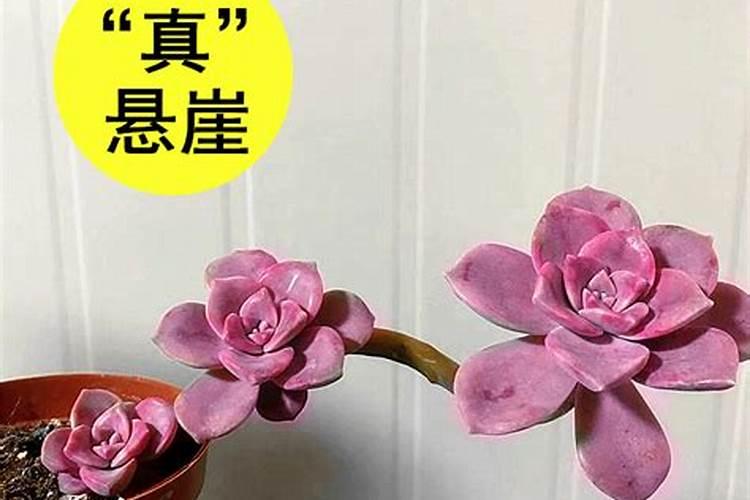 吸财树多肉怎么养成老桩