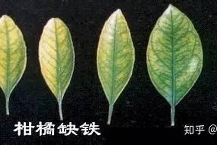 植物缺乏各种无机盐的症状