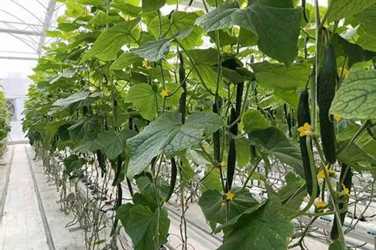 黄瓜的需肥规律特点和施肥技术(生长期施什么肥长得多)