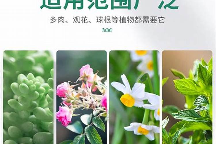 红掌养护适合懒人用的肥