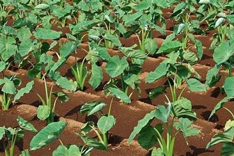 芋头追肥用什么肥料好