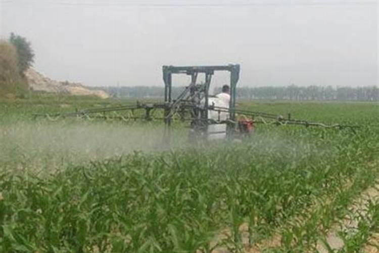 苏州盆景市场在哪里