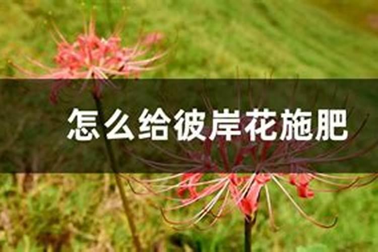 尿素可以做花肥吗