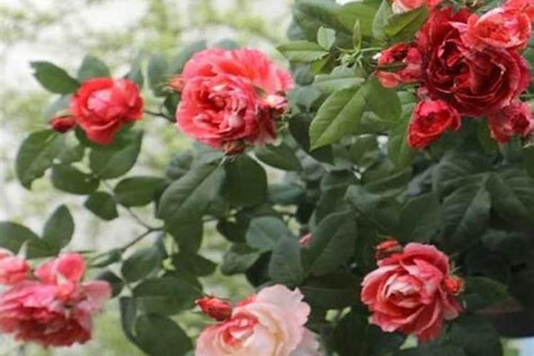 魔芋种植技术和要点