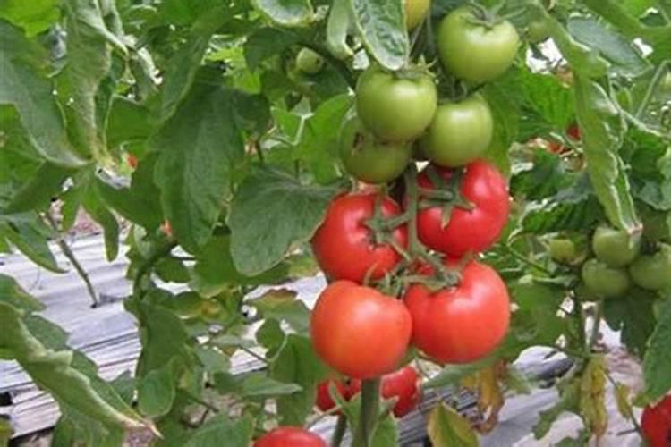 硼肥有哪些作用 硼肥的9大施用误区