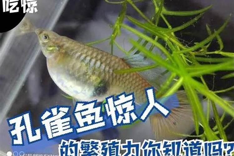 种花种菜买什么肥料