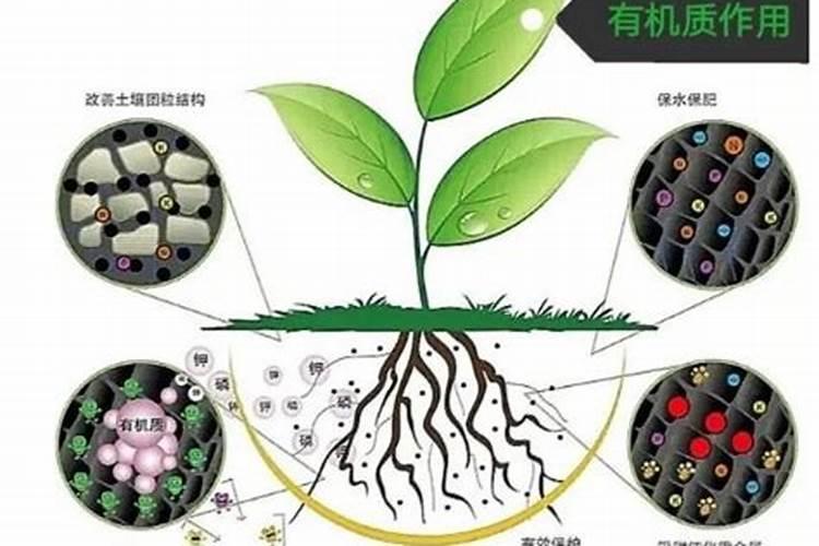 氨基酸肥水膏能配合em菌王用吗？