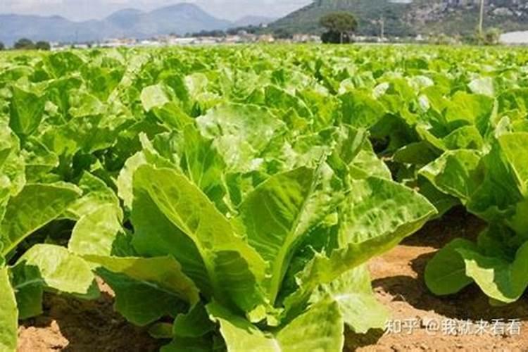 葡萄膨果期用什么肥料,葡萄各个时期的施肥注意事项