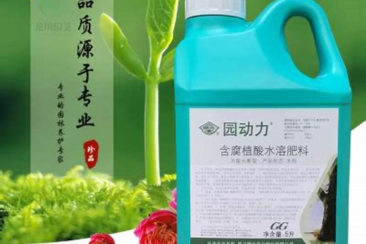 澳洲杉用什么肥