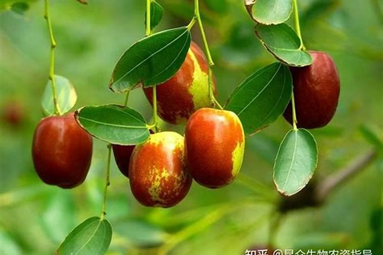 种植红枣的水肥管理技术有哪些 养殖方法总结