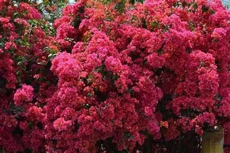 三角梅冬天开花可以施肥吗