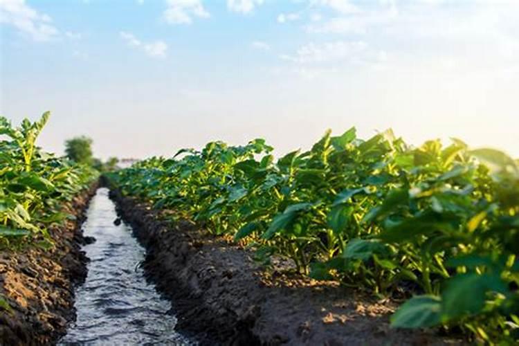 豆角施什么肥料长得好