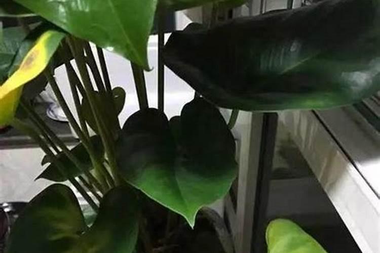 【散文·随笔】不悔